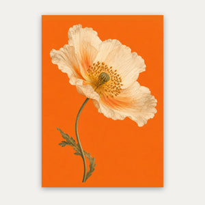Mohnblüte – Botanisches Poster in Orange & Creme