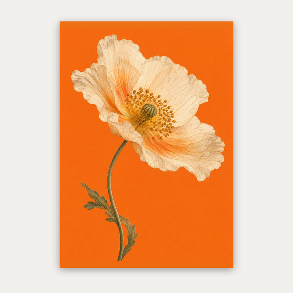 Mohnblüte – Botanisches Poster in Orange & Creme
